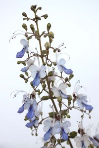 clerodendrum-ugandense-with-white-background