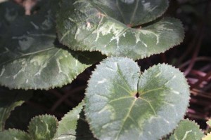cyclamen-leaves