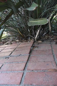 damaged-brick-from-bird-of-paradise-roots