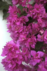 double-pink-bougainvillea-with-thie-background