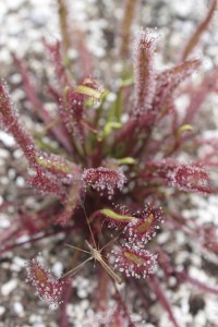 drosera-capensis-red-form