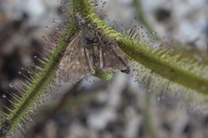 Moth-eating drosera