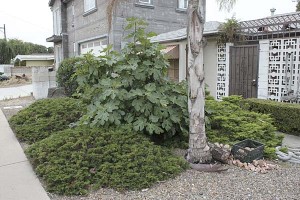 dry-yard-with-junipers-and-fig