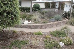 dry-yard-with-mixed-planting