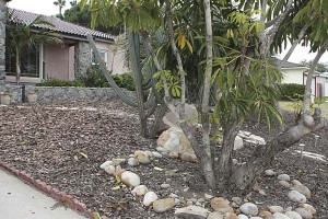 dry-yard-with-mulch-and-succulents