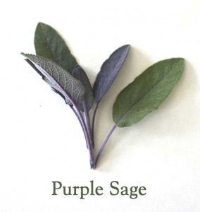 dryland-herbs_purple-sage
