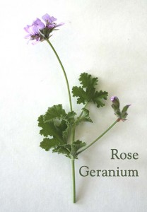 dryland-herbs_rose-geranium