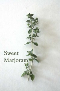 dryland-herbs_sweet-marjoram