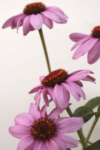 echinacea-purpurea-2-with-white-background