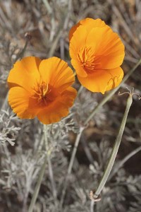 escholzia-california-orange-closeup