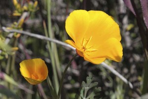 escholzia-californica-maritima