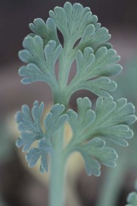 escholzia-californica-maritima-form-leaf-detail