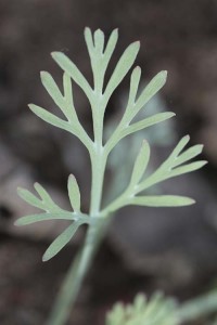 escholzia-californica-typical-form-form-leaf-detail