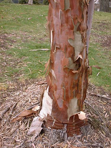 Exfoliating eucalyptus