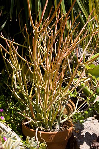 Euphorbia pup