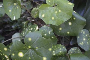 farfugium-japonicum-aureo-maculata-leaves
