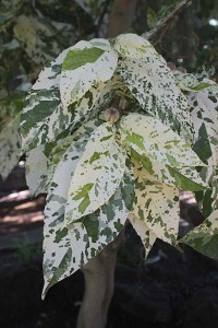 ficus-aspera-leaves