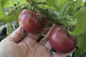 first-cherokee-purple-tomatoes-of-the-season