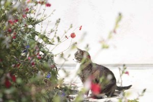 garden-cat