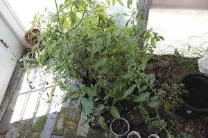 greenhouse-tomato-plant