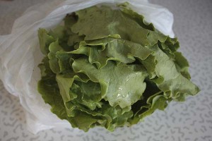 head-of-lettuce