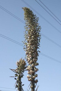 hesperoyucca-whipplei-chaparral-yucca-flowers