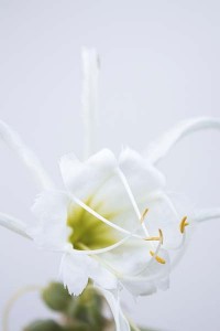 hymenocallis-festalis-with-white-background