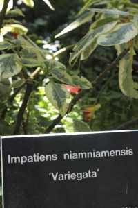 impatiens-niamnimensis-variegata-sign