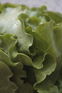 lettuce-closeup