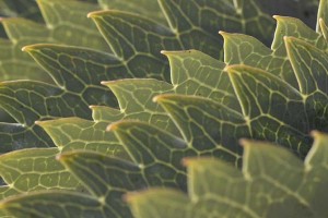 melianthus-major-leaf-detail-backlit