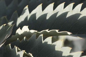 melianthus-major-leaf-detail-with-shadows