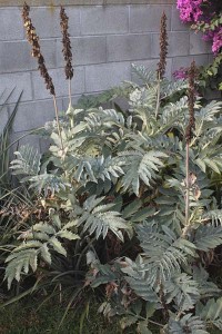 melianthus-major-plant-with-dried-flowers