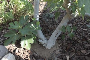 mulched-fig