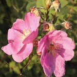 Rosa california