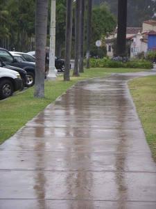 plant-sale-wet-pavement