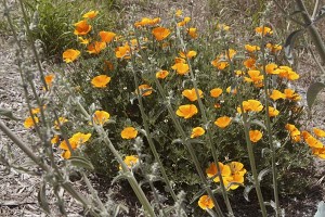 poppies-and-sage