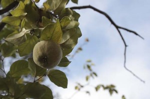 Fruit on old quince tree
