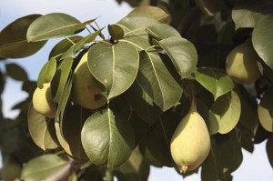 Quince or pear fruit