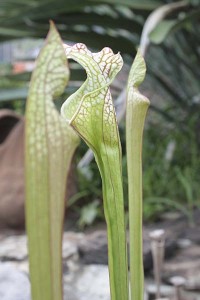 sarracenia-leucophylla-tarnok-with-new-growths