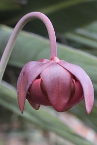 sarracenia-leucophylla-titan-in-flower