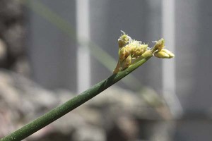 scirpus-californicus-blooming
