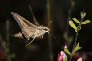 sphinx-moth-with-tongue-extended