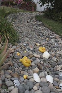 stream-with-duckies