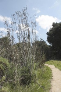 tecolote-canyon-fennel