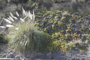 tecolote-canyon-pampas-and-iceplant