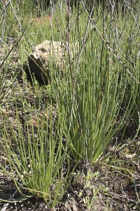 tecolote-canyon-wild-onion-plants