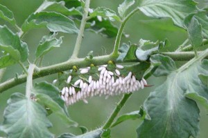 tobacco-hornworm-parasitized-by-wasps