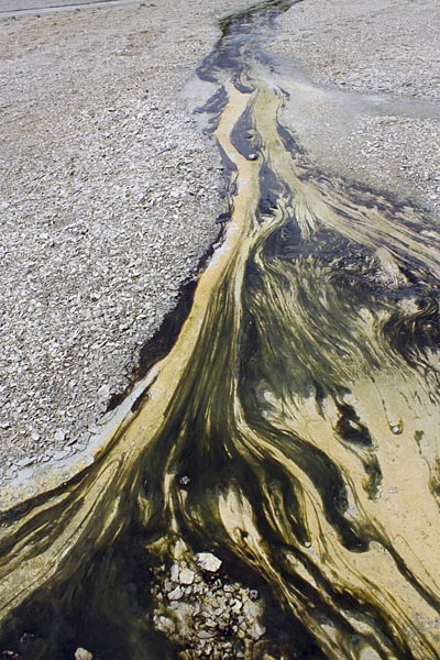 Algae at Norris Geyser Basin, Yellowstone