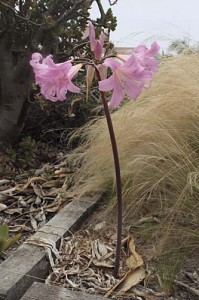 Lycoris squamingera on bare stem