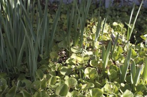 western-dichondra-and-narcissus-shoots